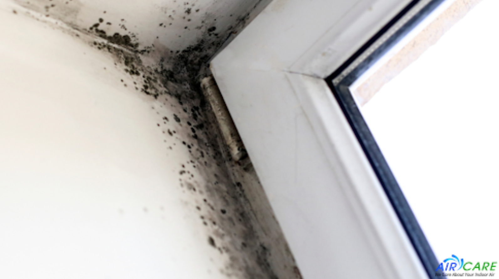 Mold Mitigation for Allergies and Asthma How to Improve Indoor Air Quality